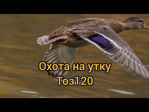 Видео: охота на утку 2022. тоз 120. охота с вертикалкой