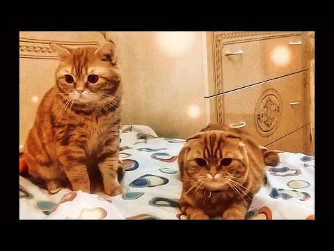 Видео: В омут с головой😻-Вязка котов