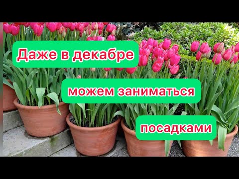 Видео: Посадка луковичных в декабре с применением удобрения