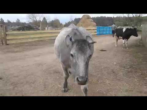 Видео: Заработок в деревне!Что нужно для личного подсобного хозяйства!