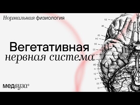 Видео: Вегетативная нервная система | Нормальная физиология