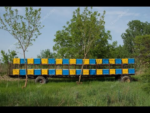 Видео: КОЧЕВОЕ ПЧЕЛОВОДСТВО / ПАВИЛЬОНЫ / ЖИЗНЬ ПЧЕЛОВОДА.