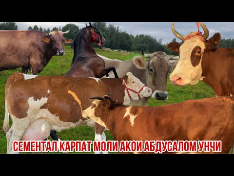 Видео: Сементал Германские карпатхои арзон 7 октября 2025 г.