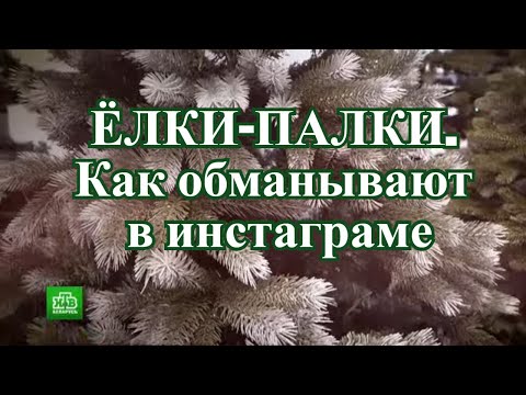Видео: Ёлки. Как обманывают в соцсетях. Психология мошенников.