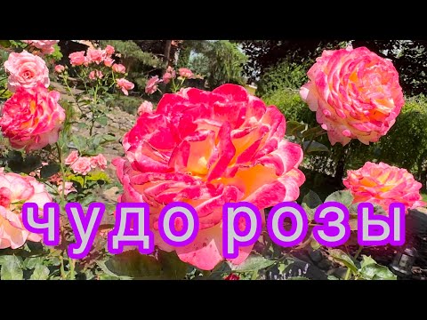 Видео: Розы которые долго держат цветок на кусте