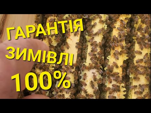 Видео: Зимівля в 6-ти рамочниках це супер... #бджолипчеловодствов6тирамочныхульях