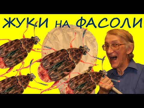 Видео: Как Избавиться от Жуков в Фасоли? Фасолевая Зерновка - Кто Это? Как Бороться?