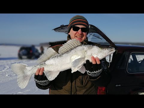 Видео: СТУКНУЛ, КАК МОЛОТКОМ! Зимняя рыбалка со льда, ловля судака на раттлины