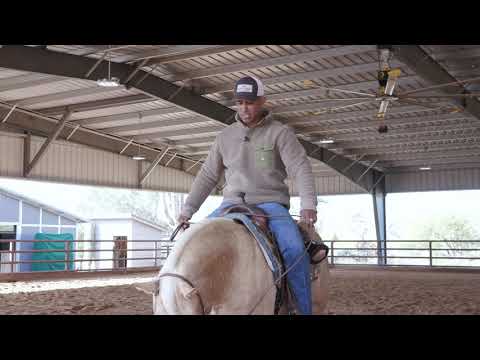 Видео: КАК НАУЧИТЬ ЛОШАДЬ СОСРЕДОТОЧИТЬСЯ