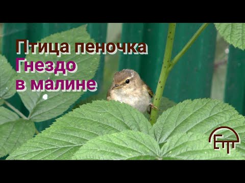 Видео: Птица пеночка. Гнездо в малине