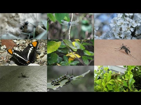 Видео: Насекомые на английском языке для детей