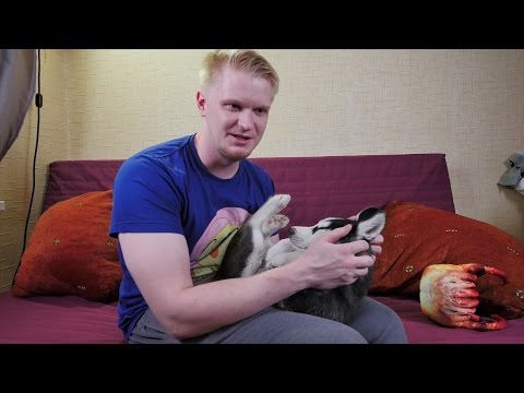 Видео: Славный Обзор. Плюшкин. Слабая Гинза.