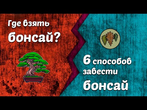 Видео: Шесть способов получить бонсай или где взять бонсай? @Studio.Bonsai