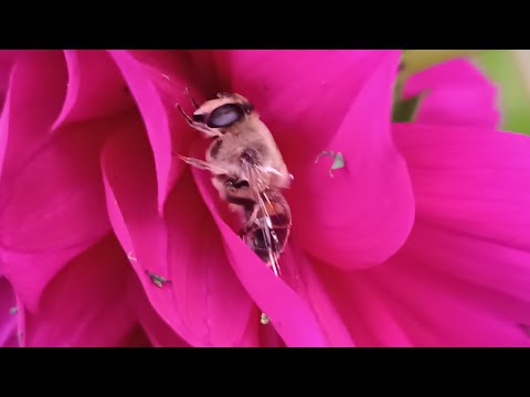 Видео: Краски осени в саду🌹