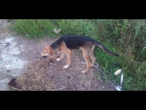 Видео: Русская гончая, 1 охота, нагонка.   Russian hound, 1 hunt, overtaking