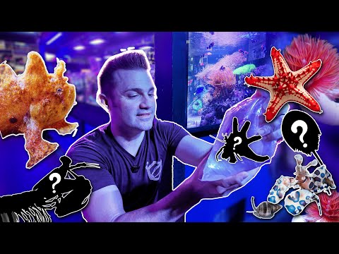 Видео: Распаковываем САМУЮ БЕЗУМНУЮ партию Saltwater INVERT КОГДА-ЛИБО!!