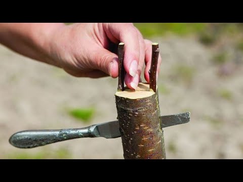 Видео: Гилосни Искана Пайванд усули | Батафсил Видеода куринг