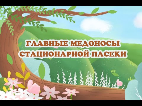 Видео: Главные медоносы. Выращивание Павловнии и Эводии на стационарной пасеке. Размножение медоносов.