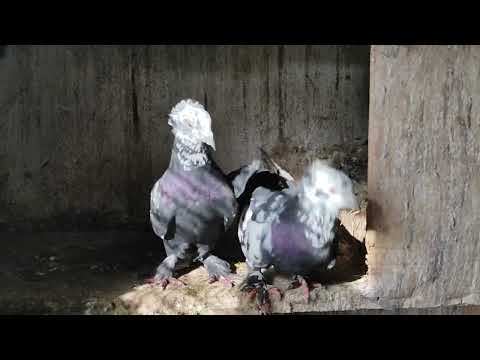 Видео: 1.02.2025г Голуби Вячеслава 👍
