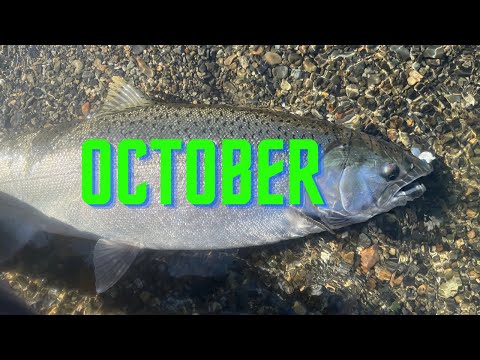 Видео: 5 лучших приманок для лосося в октябре | Plus Rigging