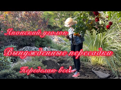 Видео: Японский уголок сада на четвертый год нужно переделать