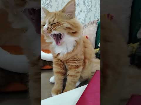 Видео: KITTY_THEO🐾- Котик Тео🐾 в прямом эфире!