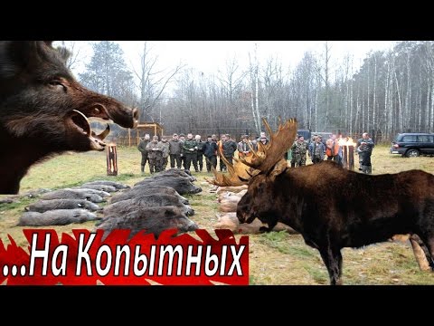 Видео: Рай Для Охотников.  Большая Белорусская ОХОТА.