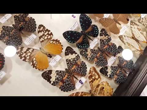 Видео: Выставка-ярмарка насекомых. Куча бабочек и жуков.