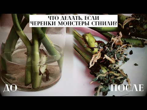 Видео: ЧТО ДЕЛАТЬ, если ЧЕРЕНКИ Монстеры СГНИЛИ? / Полный ПРОЦЕСС реанимации ОТ и ДО