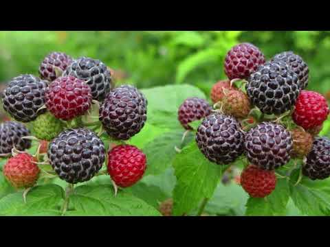 Видео: Фильм №519 - Клематисы. Малина черная "Кумберленд". Вяленые томаты.