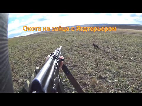 Видео: Охота на зайца с Ягдтерьером.