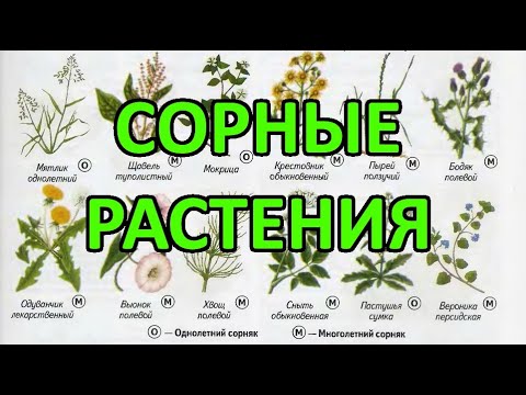 Видео: Сорные растения - методы (меры) борьбы