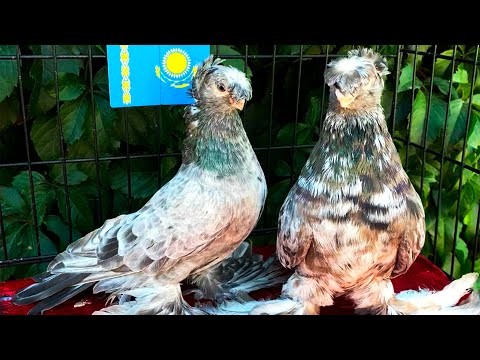 Видео: Насладись Красотой Узбекских Птиц! Двухчубые голуби. Tauben. Pigeons. Palomas. Pombos.