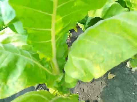 Видео: Ломка листа. Личное мнение