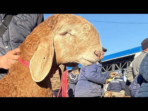 Видео: Кой базар сокулук мал базары