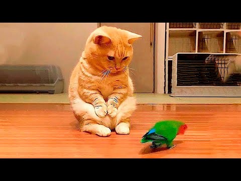 Видео: Я РЖАЛ ДО СЛЕЗ 😹 СМЕШНЫЕ КОШКИ И СОБАКИ | СМЕШНЫЕ ЖИВОТНЫЕ 2023 😹 ЛУЧШИЕ ПРИКОЛЫ #51