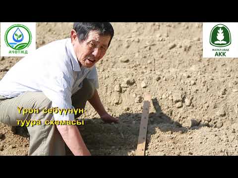 Видео: Памидор кочот жана урук эгуунун туура схемасы