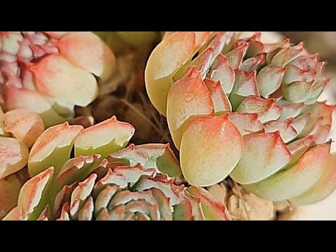 Видео: Как обрезать суккуленты