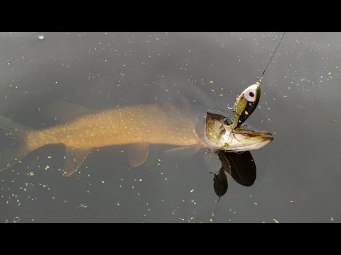 Видео: Трофеи на Strike Pro Baby Buster Kosadaka Intra XS 95F, рыбалка на карьерах!