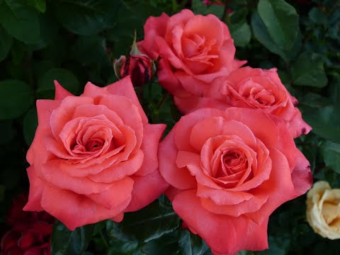 Видео: Как сохранить саженец розы до посадки в грунт.