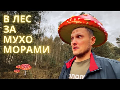 Видео: Собираем и сушим мухоморы. Как, где и для чего?