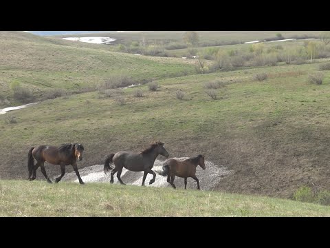 Видео: Жеребец увел чужих  кобыл