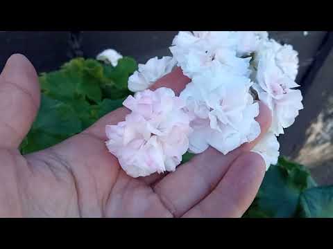 Видео: 04.05.2024 сравнение беленьких ИВ Галина Уланова, Таира Любовь Орлова, УГ Айгуль