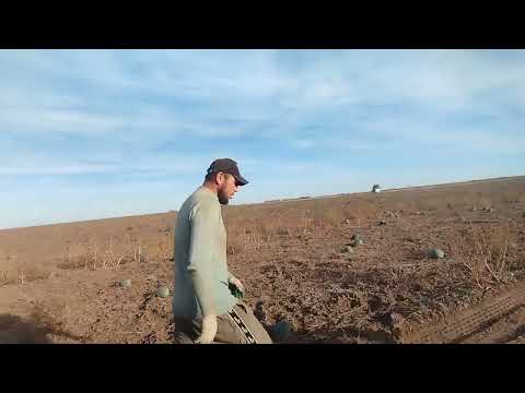 Видео: ВОЛГАГРАТДА СОВУК -5 ГР СОВУК ТАРВУЗ НИМА БУЛДИ#рекамендации#