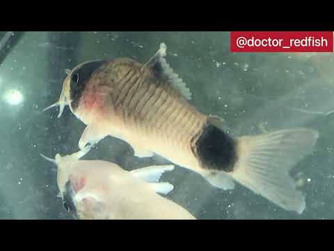 Видео: Плавниковая гниль. Причины и способы лечения.