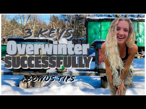 Видео: Как успешно перезимовать улей #пчеловодство #пчеловодство101
