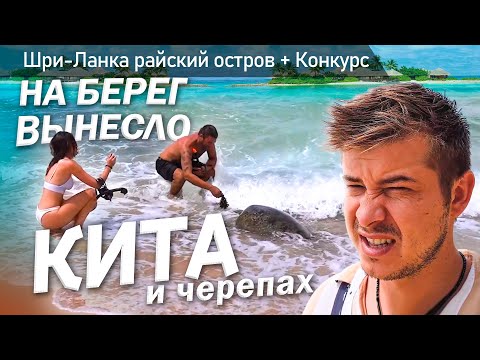 Видео: Бродяжничаю по Шри-Ланке / Жизнь на берегу океана