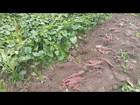 Видео: Копаємо батат у Волинській області, урожай батату