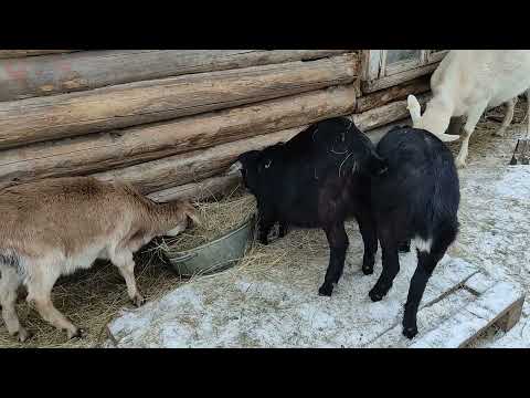 Видео: Ответы на ваши вопросы.