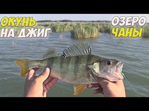 Видео: ТАКИХ ОКУНЕЙ Я ЕЩЕ НЕ ЛОВИЛ! СПИННИНГ В ДУГУ  ОКУНЬ,СУДАК НА СПИННИНГ  РЫБАЛКА С НОЧЕВКОЙ НА ОСТРОВЕ